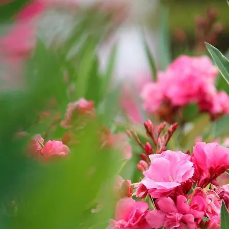 Atlas Ibiza Санта-Еулалія-дель-Ріо