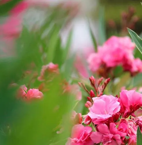 Atlas Ibiza Санта-Эулалия-дель-Рио